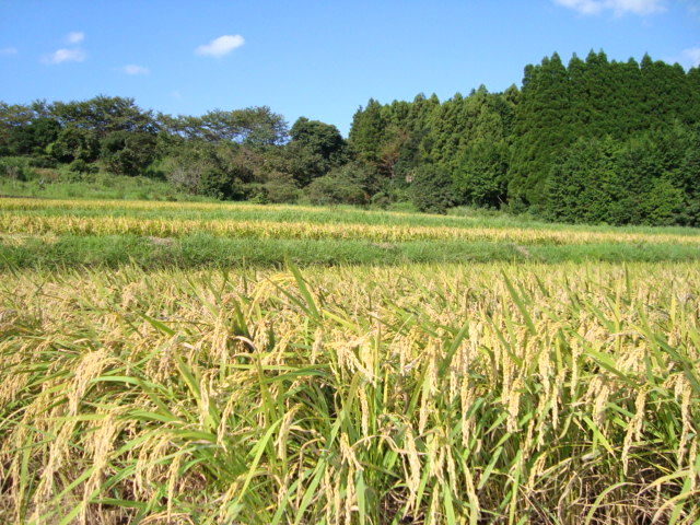 南面里米(夢つくし)